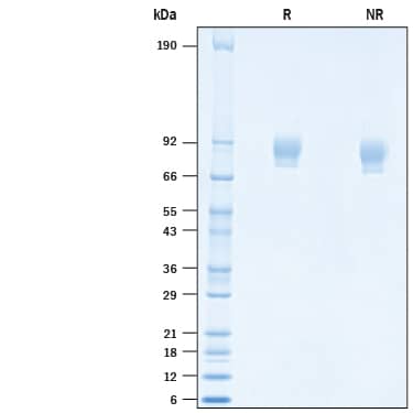 2 μg/lane of Recombinant SARS-CoV-2 K986P V987P Spike S2 Subunit (GCN4-IZ) His-tag (Catalog # 10640-CV) was resolved with SDS-PAGE under reducing (R) and non-reducing (NR) conditions and visualized by Coomassie® Blue staining, showing bands at 75-95 kDa.