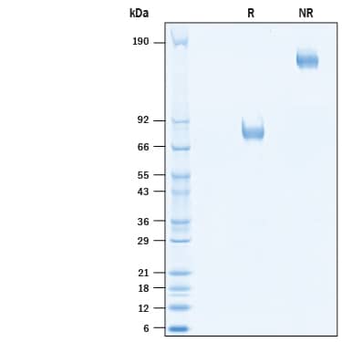 2 μg/lane of Recombinant Human B7-H4 Mouse IgG2a Fc Chimera (Catalog # 10641-B7) was resolved with SDS-PAGE under reducing (R) and non-reducing (NR) conditions and visualized by Coomassie® Blue staining, showing bands at 75-85 kDa and 150-170 kDa, respectively.