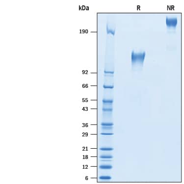 2 μg/lane of Recombinant Human CD45RO Fc Chimera Protein (Catalog # 10642-CD) was resolved with SDS-PAGE under reducing (R) and non-reducing (NR) conditions and visualized by Coomassie® Blue staining, showing bands at 114-132 kDa and 228-264 kDa, respectively.