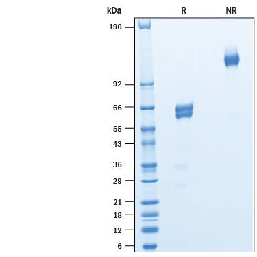 2 μg/lane of Recombinant Human CD47 Mouse IgG2a Fc Chimera Protein, CF (Catalog # 10673-CD) was resolved with SDS-PAGE under reducing (R) and non-reducing (NR) conditions and visualized by Coomassie® Blue staining, showing bands at 58-68 kDa and 120-140 kDa, respectively.