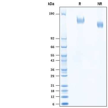 2 μg/lane of Recombinant SARS-CoV Spike (GCN4-IZ) His-tag (Catalog # 10684-CV) was resolved with SDS-PAGE under reducing (R) and non-reducing (NR) conditions and visualized by Coomassie® Blue staining, showing bands at 150-175 kDa.