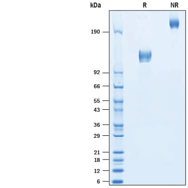 2 μg/lane of Recombinant SARS-CoV Spike S1 Subunit Fc Chimera (Catalog # 10685-CV) was resolved with SDS-PAGE under reducing (R) and non-reducing (NR) conditions and visualized by Coomassie® Blue staining, showing bands at 117-131 kDa and 235- 265 kDa, respectively.