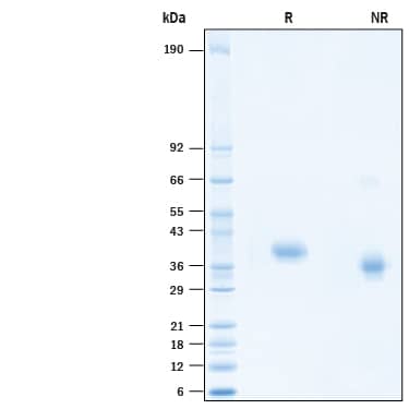 2 μg/lane of Recombinant SARS-CoV-2 Spike RBD Flag-tag (Catalog # 10689-CV) was resolved with SDS-PAGE under reducing (R) and non-reducing (NR) conditions and visualized by Coomassie® Blue staining, showing bands at 35-43 kDa and 30-40 kDa, respectively.