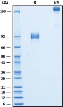 2 μg/lane of Recombinant Cynomolgus Monkey 5T4 Fc Chimera was resolved with SDS-PAGE under reducing (R) and non-reducing (NR) conditions and visualized by Coomassie® Blue staining, showing bands at 86-98 kDa and 170-200 kDa, respectively.