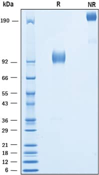 2 μg/lane of Recombinant Human 5T4 Fc Chimera was resolved with SDS-PAGE under reducing (R) and non-reducing (NR) conditions and visualized by Coomassie® Blue staining, showing bands at 91-103 kDa and 180-210 kDa, respectively.