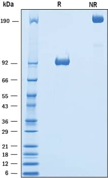 2 μg/lane of Recombinant Mouse 5T4 Fc Chimera (Catalog # 5049-TG) was resolved with SDS-PAGE under reducing (R) and non-reducing (NR) conditions and visualized by Coomassie® Blue staining, showing bands at 87-96 kDa and 170-190 kDa, respectively.