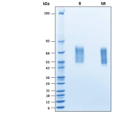 SDS-Page 5T4 [Biotin]