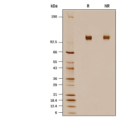SDS-Page ACE-2 [Unconjugated]