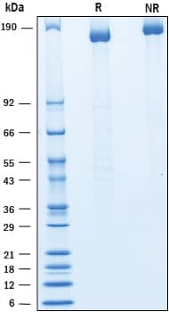 SDS-Page AE Binding Protein 1/ACLP [Unconjugated]