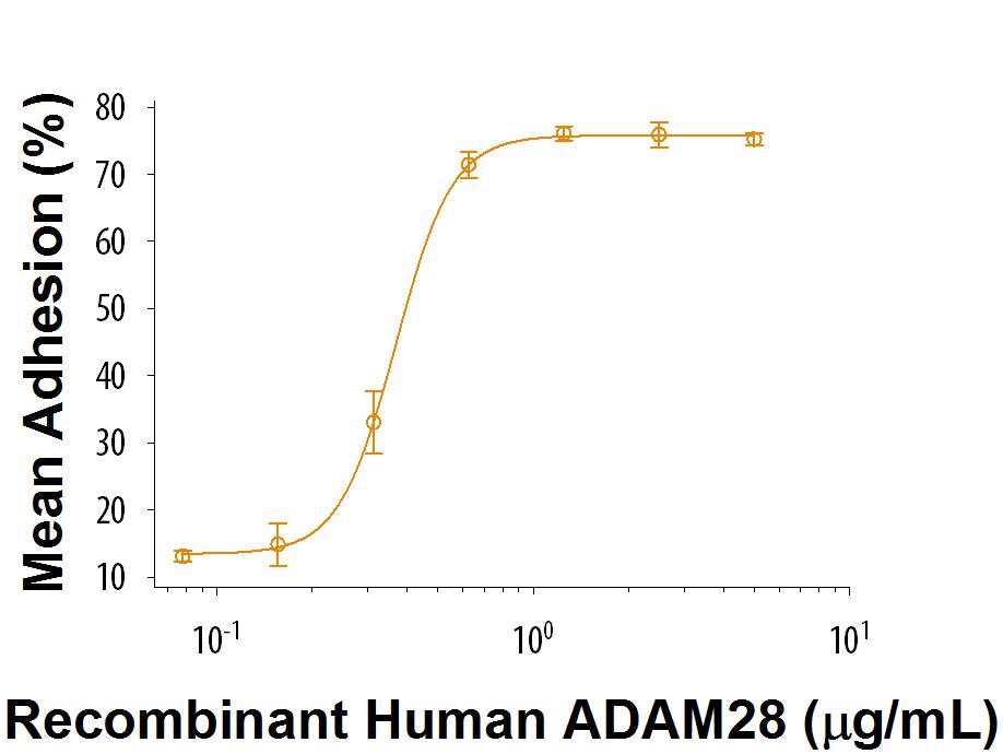 Recombinant Human ADAM28 (Catalog # 9325-AD) induces adhesion of Jurkat human acute T cell leukemia cells. The ED50 for this effect is 0.250-2.50 μg/mL.