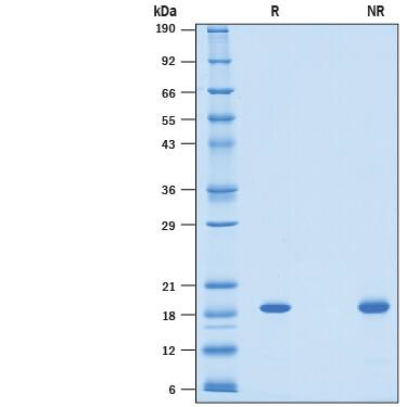 2 μg/lane of Recombinant Human AG-2 His-tag (Catalog # 10326-AG) was resolved with SDS-PAGE under reducing (R) and non-reducing (NR) conditions and visualized by Coomassie® Blue staining, showing bands at 17-20 kDa.
