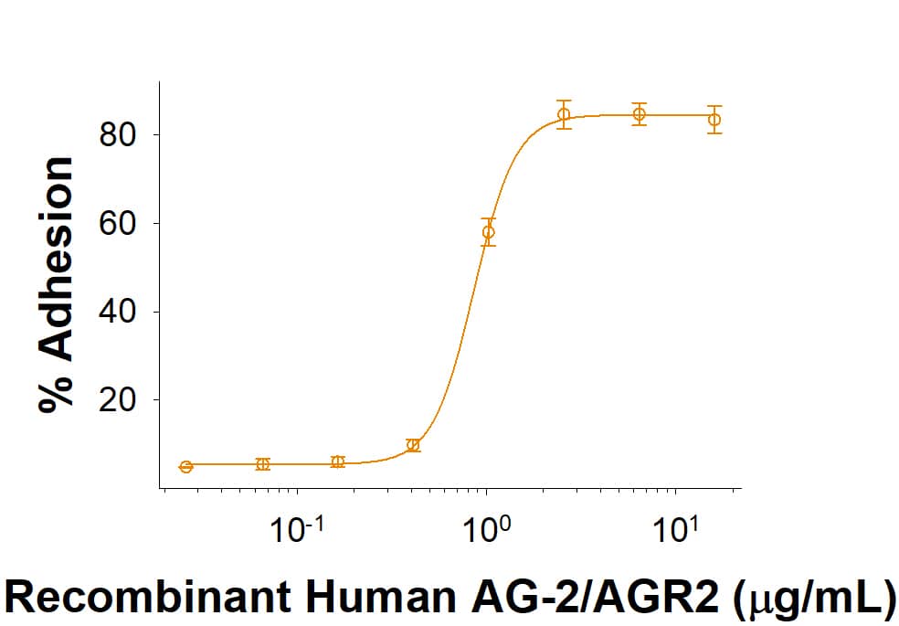 Recombinant Human AG-2/AGR2 His-tag (Catalog # 10326-AG) supports the adhesion of PC-3 human prostate cancer cells. The ED50 for this effect is 0.03-0.18 μg/mL.
