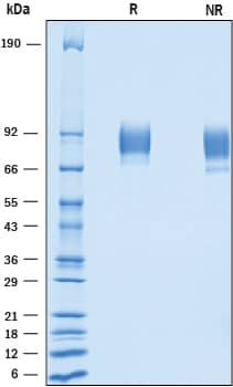 2 μg/lane of Recombinant Cynomolgus Monkey ALCAM/CD166 was resolved with SDS-PAGE under reducing (R) and non-reducing (NR) conditions and visualized by Coomassie® Blue staining, showing bands at 67-89 kDa.