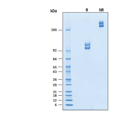2 μg/lane of Recombinant Cynomolgus Monkey ALCAM/CD166Fc Chimera (Catalog # 10125-AL) was resolved with SDS-PAGE under reducing (R) and non-reducing (NR) conditions and visualized by Coomassie® Blue staining, showing bands at 90-125 kDa and 180-250 kDa, respectively.