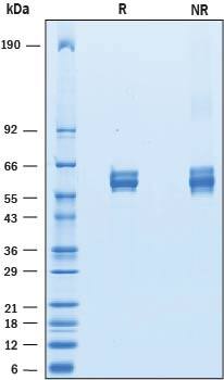 2 μg/lane of Recombinant Mouse APCDD1 was resolved with SDS-PAGE under reducing (R) and non-reducing (NR) conditions and visualized by Coomassie® Blue staining, showing bands at 54-65 kDa, respectively.