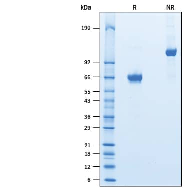 2 μg/lane of Recombinant Human ASGR1/ASGPR1 Fc Chimera (Catalog # 10255-AS) was resolved with SDS-PAGE under reducing (R) and non-reducing (NR) conditions and visualized by Coomassie® Blue staining, showing bands at 59-71 kDa and 120-140 kDa, respectively.
