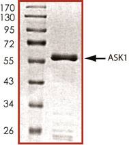 The approximate molecular weight is 60 kDa and the purity is > 90%.