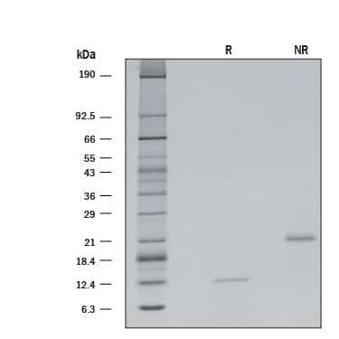 SDS-Page Activin B/Inhibin beta B [Unconjugated]