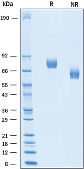 2 μg/lane of Recombinant Human Afamin (Catalog # 8065-AF) was resolved with SDS-PAGE under reducing (R) and non-reducing (NR) conditions and visualized by Coomassie® Blue staining, showing bands at 71 - 80 kDa and 55 - 70 kDa, respectively.