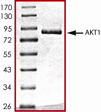 The approximate molecular weight is 85 kDa and the purity is > 70%.