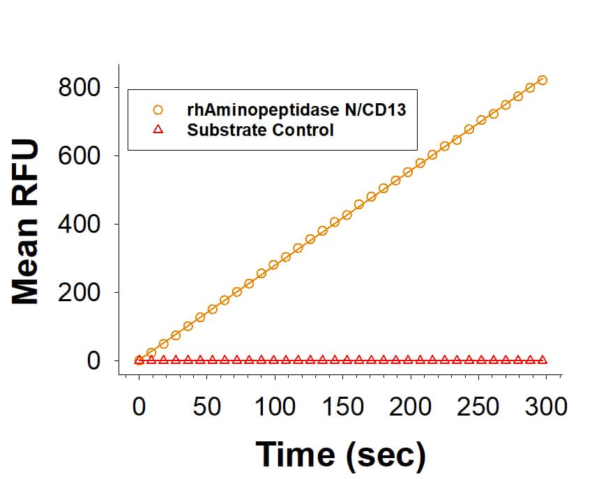 Enzyme Activity Aminopeptidase N/CD13 [Unconjugated]