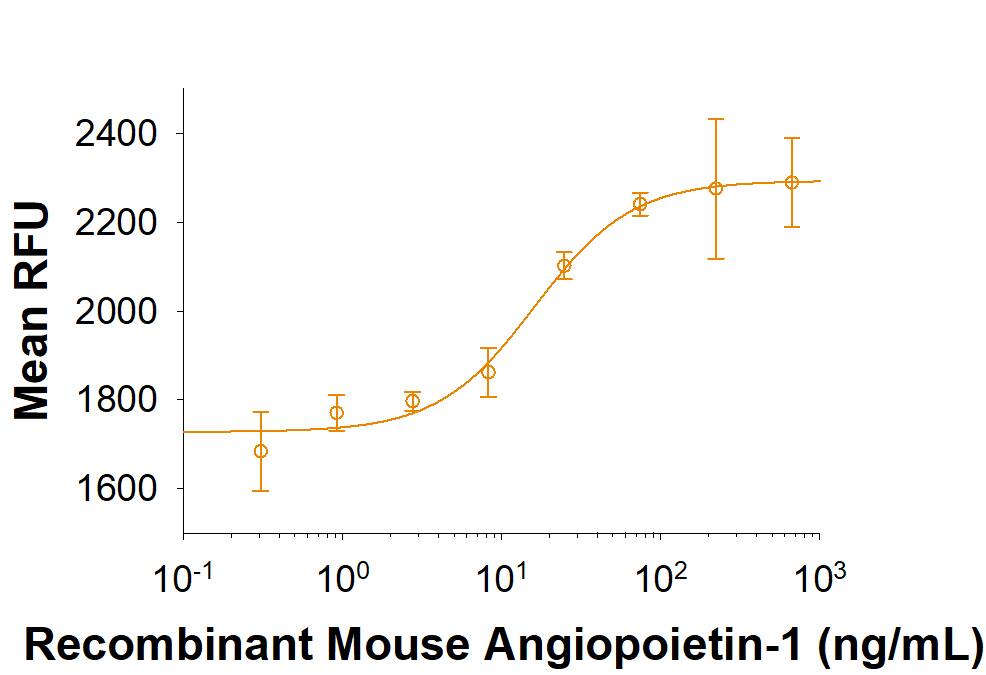 Recombinant Mouse Angiopoietin-1 inhibits serum deprivation induced apoptosis in HUVEC human umbilical vein endothelial cells. The ED50 for this effect is 10-50 ng/mL in the presence of 5 µg/mL of a cross-linking antibody, Mouse Anti-polyHistidine Monoclonal Antibody (Catalog # MAB050).