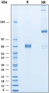 SDS-Page Angiopoietin-1 [Unconjugated]