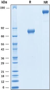 2 μg/lane of Recombinant Human B7‑1/CD80 Fc Chimera (Catalog # 10107-B1) was resolved with SDS-PAGE under reducing (R) and non-reducing (NR) conditions and visualized by Coomassie® Blue staining, showing bands at 67-85 kDa and 130-170 kDa, respectively.