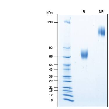 2 μg/lane of Recombinant Human B7‑1/CD80 Fc Chimera (Catalog # 10133-B1) was resolved with SDS-PAGE under reducing (R) and non-reducing (NR) conditions and visualized by Coomassie® Blue staining, showing bands at 66-80 kDa and 130-160 kDa, respectively.