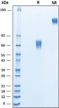 2 μg/lane of Recombinant Cynomolgus Monkey B7‑1/CD80 was resolved with SDS-PAGE under reducing (R) and non-reducing (NR) conditions and visualized by Coomassie® Blue staining, showing bands at 53-79 kDa and 105-160 kDa, respectively.
