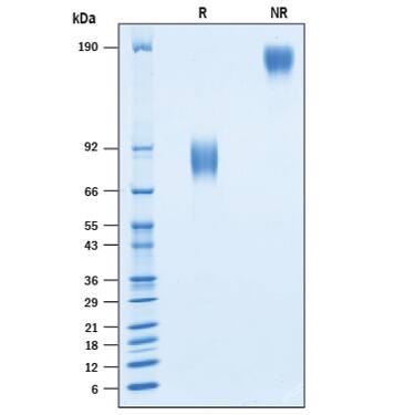 2 μg/lane of Recombinant Human B7-1/CD80 Fc Chimera (Catalog # AVI10107) was resolved with SDS-PAGE under reducing (R) and non-reducing (NR) conditions and visualized by Coomassie® Blue staining, showing bands at 77-89 kDa and 150-180 kDa, respectively.