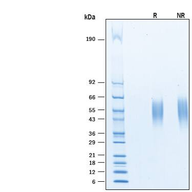 2 μg/lane of Biotinylated Recombinant Human B7-1/CD80 His-Tag Avi-tag (Catalog # AVI9050) was resolved with SDS-PAGE under reducing (R) and non-reducing (NR) conditions and visualized by Coomassie® Blue staining, showing bands at 48-60 kDa.