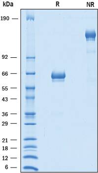 2 μg/lane of Recombinant Human B7‑H2 Isoform 3 Fc Chimera was resolved with SDS-PAGE under reducing (R) and non-reducing (NR) conditions and visualized by Coomassie® Blue staining, showing bands at 55-67 kDa and 110-130 kDa, respectively.