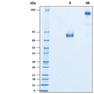2 μg/lane of Recombinant Rat B7-H2 Fc Chimera (Catalog # 10419-B7) was resolved with SDS-PAGE under reducing (R) and non-reducing (NR) conditions and visualized by Coomassie® Blue staining, showing bands at 70-90 kDa and 140-180 kDa, respectively.