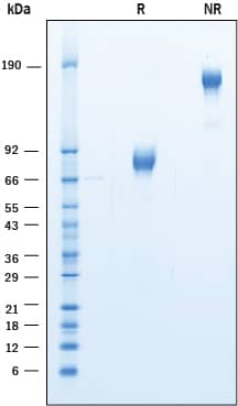 2 μg/lane of Recombinant Cynomolgus Monkey B7‑H2 was resolved with SDS-PAGE under reducing (R) and non-reducing (NR) conditions and visualized by Coomassie® Blue staining, showing bands at 75-87 kDa and 150-170 kDa, respectively.