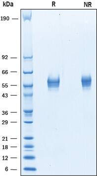 2 μg/lane of Recombinant Rat B7‑H2 was resolved with SDS-PAGE under reducing (R) and non-reducing (NR) conditions and visualized by Coomassie® blue staining, showing bands at 47-62 kDa.