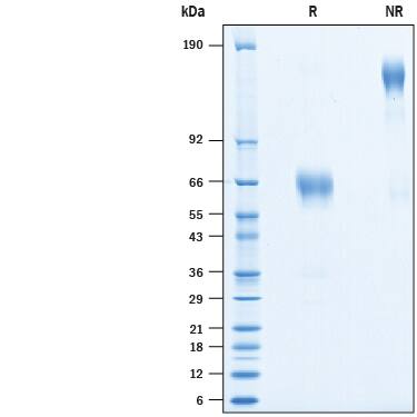 2 μg/lane of Biotinylated Recombinant Human B7-H2 Isoform 3 Fc Chimera Avi-tag (Catalog # AVI10028) was resolved with SDS-PAGE under reducing (R) and non-reducing (NR) conditions and visualized by Coomassie® Blue staining, showing bands at 61-70 kDa and 120-140 kDa.