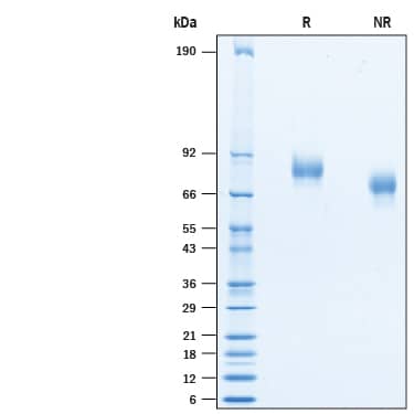 2 μg/lane of Recombinant Human B7-H3 His-tag Avi-tag (Catalog # AVI2318) was resolved with SDS-PAGE under reducing (R) and non-reducing (NR) conditions and visualized by Coomassie® Blue staining, showing bands at 70-90 kDa.