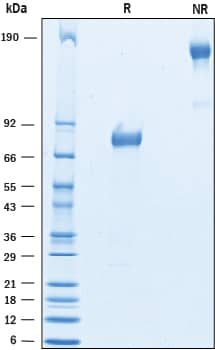 SDS-Page B7-H4 [Unconjugated]