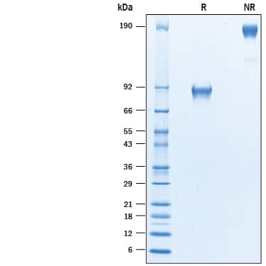 SDS-Page B7-H4 [Biotin]
