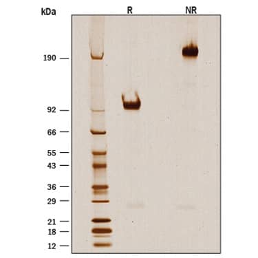SDS-Page B7-H7/HHLA2 [Unconjugated]