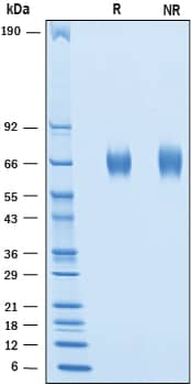 SDS-Page B7-H7/HHLA2 [Unconjugated]