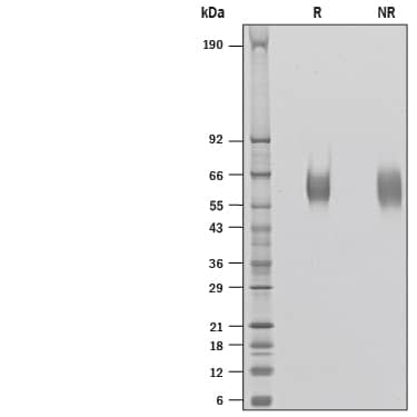 SDS-Page B7-H7/HHLA2 [Unconjugated]
