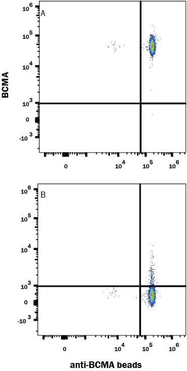 Fluorescent beads conjugated to anti-Human BCMA Monoclonal Antibody were stained with (A) Recombinant Human BCMA/TNFRSF17 Fc Chimera Atto 488 Protein (Catalog # ATJ193) or (B) unstained.