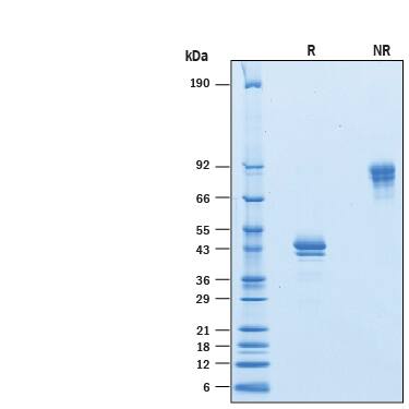 2 μg/lane of Recombinant Human BCMA/TNFRSF17 Fc Chimera Avi-tag (Catalog # AVI193) was resolved with SDS-PAGE under reducing (R) and non-reducing (NR) conditions and visualized by Coomassie® Blue staining, showing bands at 36-48 kDa and 70-100 kDa, respectively.