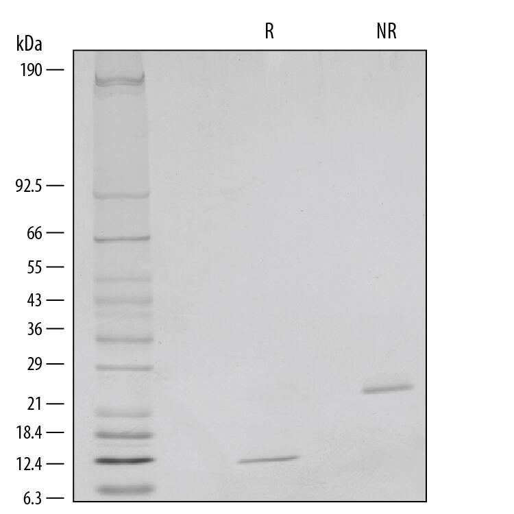 1 μg/lane of Recombinant Human/Mouse/Rat BMP-2 was resolved with SDS-PAGE under reducing (R) and non-reducing (NR) conditions and visualized by silver staining, showing single bands at 12 kDa and 24 kDa, respectively.