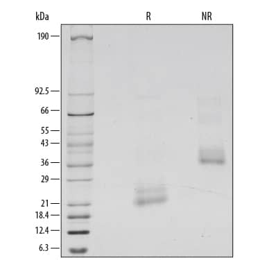 SDS-Page BMP-4 [Unconjugated]