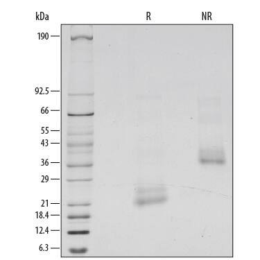 1 ug/lane of Recombinant Human BMP-4 was resolved with SDS-PAGE under reducing (R) and non-reducing (NR) conditions and visualized by silver staining, showing major bands at 19-24 kDa and 35-41 kDa, respectively. Multiple bands in gel are due to variable glycosylation.