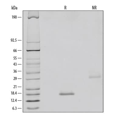 SDS-Page BMP-6 [Unconjugated]