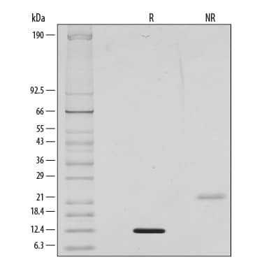 SDS-Page BMP-9 [Unconjugated]